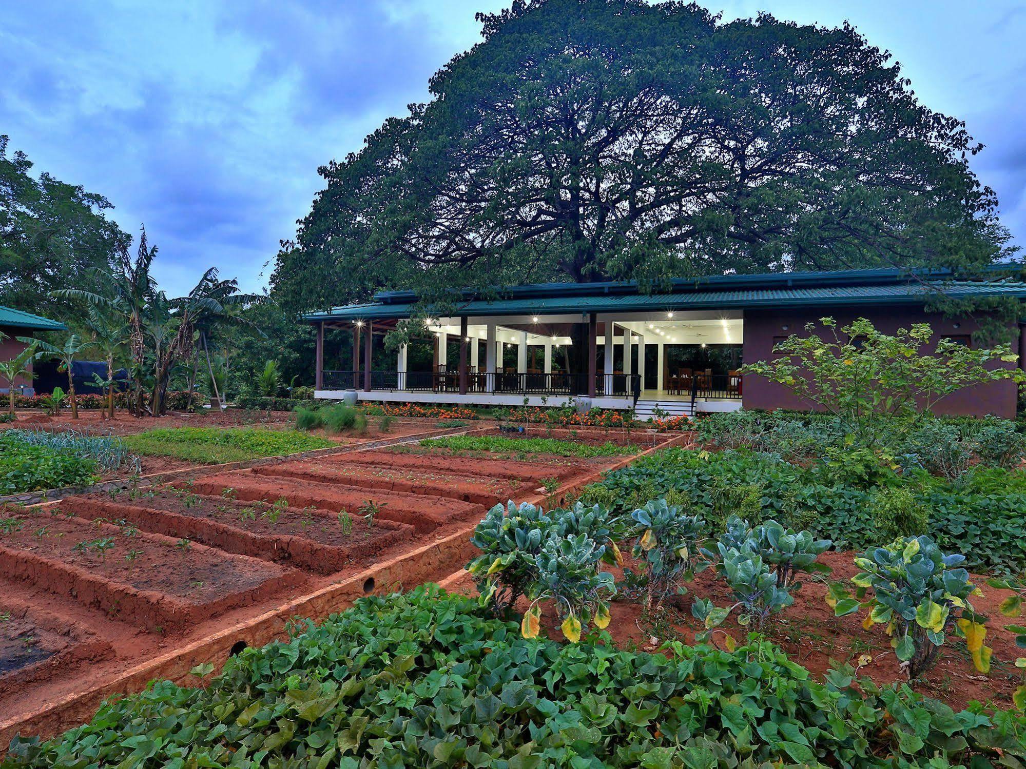 Grand & Gangula Hotel Dambulla Buitenkant foto